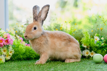 Fototapeta premium adorable brown rabbit with black eyes sitting on green grass in home garden with natural blurred background, young fluffy Easter bunny little pet playing at daisy lawn park on spring summer day