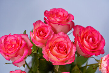Bouquet of pink rose flowers close up,flat lay