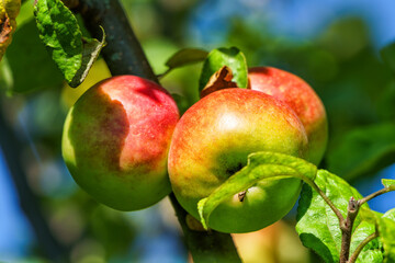Ripening apples on an apple tree in the garden.