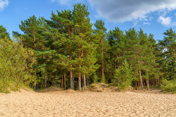 Pine trees on the sand on the Baltic Sea coast