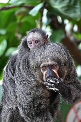 
White-faced saki female and baby
