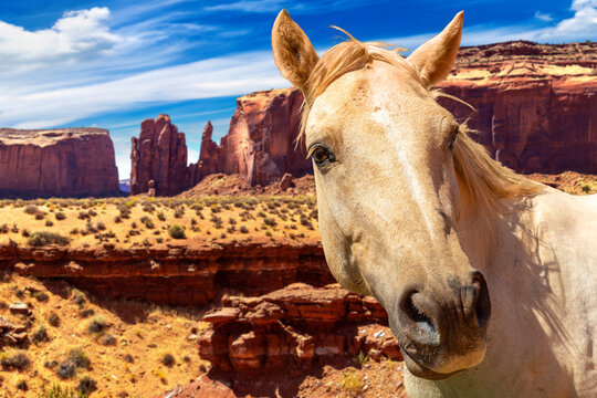Horse at Monument Valley, Arizona, USA