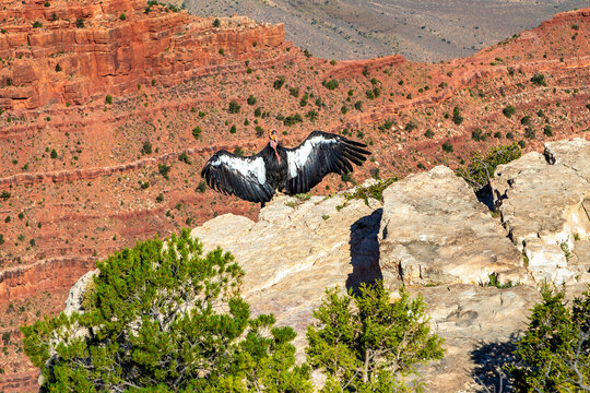 California Condor at Grand Canyon