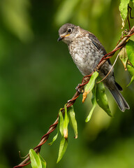 Bluebird Perched on a vine