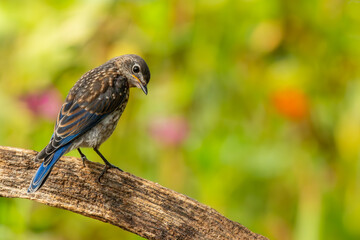 Bluebird Perched 