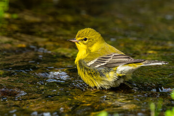 Pine warbler bathing