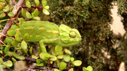 chameleon on a branch