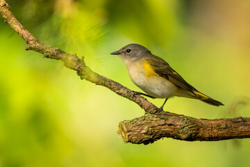 Female Redstart