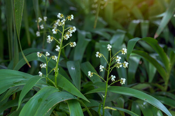 Obraz premium Xiphidium caeruleum is a herbaceous plant. The stems crawl along the ground and the flowers come out in clusters. Each cluster has small clusters of flowers White bloom time.
