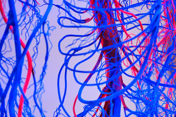 Human heart and circulatory system, showing nervous system and blood vessels