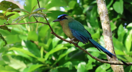 Amazonian motmot