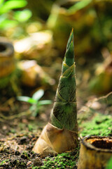 bamboo sprout emerging from the groung in the shady undergrowth