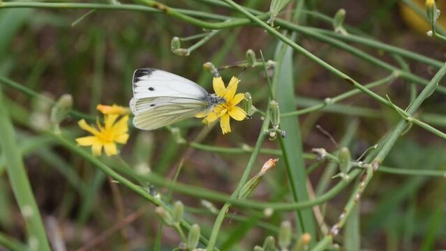 Small white Pieris rapae butterfly collecting pollen in a macro close-up footage