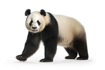 Foto op Canvas Giant panda isolated on a white background © Veniamin Kraskov