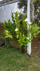 Orchids in the middle of the forest