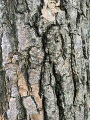 bark of a tree