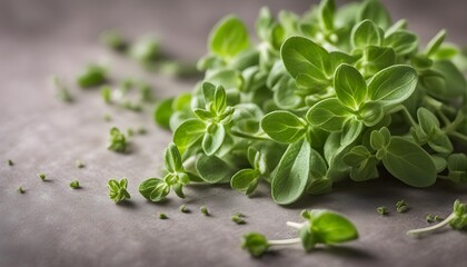 Fresh greena bunch of marjoram on a soft background . A lot of marjoram.