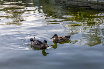 Ducks in the lake