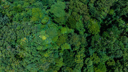 Aerial top view of nature green forest and tree.Forest ecosystem and health concept and background,texture of green forest from above.Nature conservation concept.Natural scenery tropical green forest.