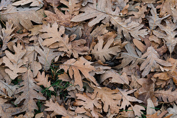 Autumnal background. Fallen oak leaves in Autumn. Sierra del Rincon in Madrid