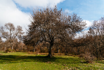 Beautiful cloudy morning in autumnal park with chestnut trees, oaks and beech trees. Sierra del Rincon in Madrid