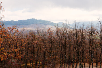 Beautiful cloudy morning in autumnal park with chestnut trees, oaks and beech trees. Sierra del Rincon in Madrid