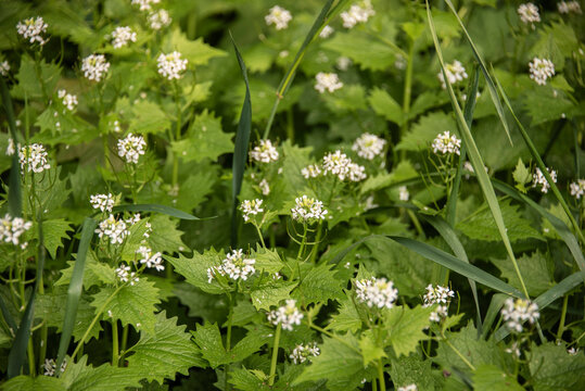 garlic mustard a wildflower with edible leaves