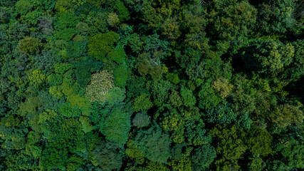 Aerial top view of nature green forest and tree.Forest ecosystem and health concept and...