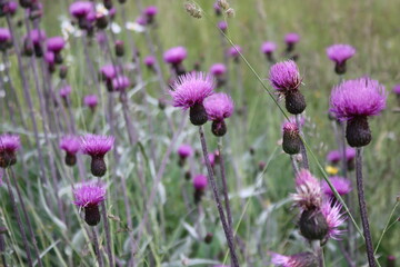 Obraz premium Alto Adige, Italy – July 16, 2023: Spring mountain flowering meadow surrounded by hills. Fresh wild flowers. Alpine meadow closeup to the background. Mountain landscape with Magic pink Cosmos flowers 