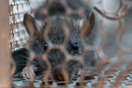 Rat in a metal trap.House rat trapped inside and cornered in a metal mesh mouse trap cage. Concept of fear and pest control.