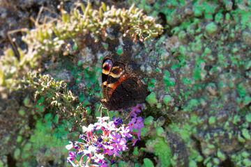 European peacock butterfly (Aglais io) perched on summer lilac in Zurich, Switzerland