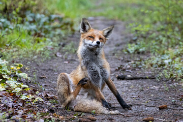 red fox vulpes