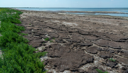 Dried macrophyte algae on the sandy shore of the salty Tuzla estuary