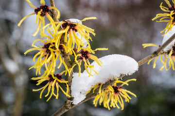 Hamamelis intermedia, a winter flowering shrub