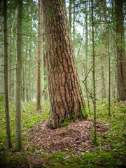 dark moody forest details in late wet autumn