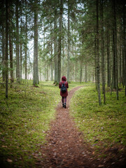 Obraz premium tourist hiking trail in autumn forest in latvia