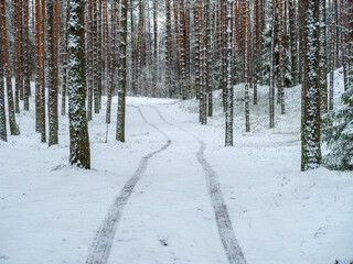 Fototapeta premium countryside landscape in cold winter day