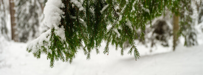 spur tree branches with snow in winter - 648968268
