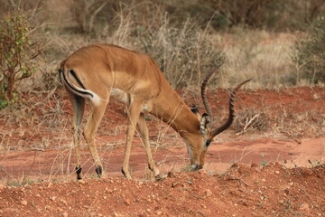 Voi and Tsavo national park