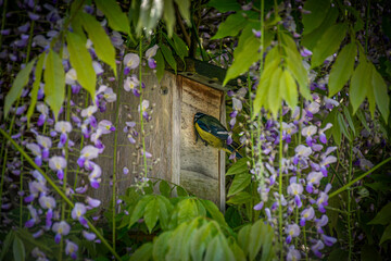 Blue tit entering the nest in birdbox, hidden in bloomist wisteria