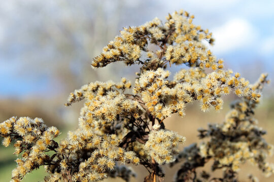 Brown smooth goldenrod (Solidago gigantea) in winter