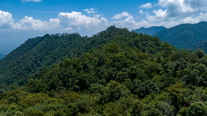 Fototapeta na wymiar Aerial top view of nature green forest and tree.Forest ecosystem and health concept and background,texture of green forest from above.Nature conservation concept.Natural scenery tropical green forest.