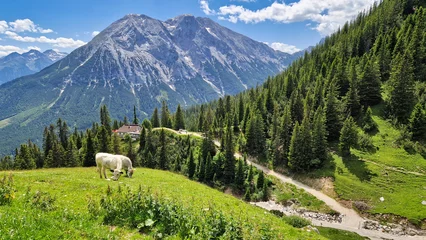 Gardinen Sheep in the mountains. Landscape from the Alps mountains, Tyrol, Austria. Landscape with stone mountains.: Landscape in the mountains © mariusgabi