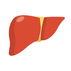Flat design liver icon. Vector.