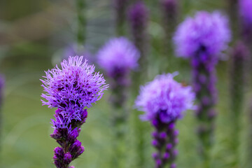close-up of blazing star