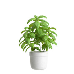 3d illustration of potted plant in interior space, isolated on transparent background