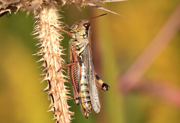 Red-legged Grasshopper close-up on Thistle plant in early morning late summer