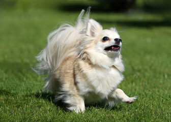 Cute and fluffy little long haired Chihuahua playing on grass