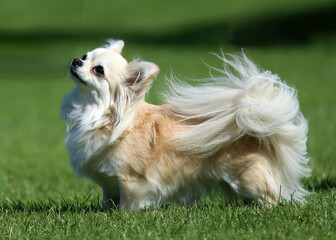 Pretty little cream colored long haired Chihuahua standing on grass