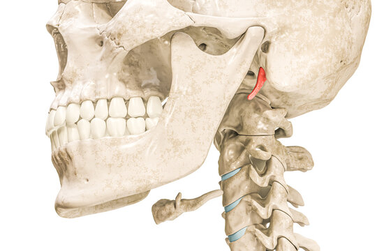 Temporal styloid process in red color 3D rendering illustration isolated on white. Human skeleton and skull anatomy, medical diagram, osteology, skeletal system concepts.
